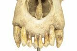 Fossil Upper Cave Bear (Ursus Spelaeus) Skull With Stand #227516-4